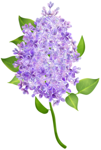 Lilac PNG-85093